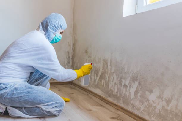 Licensed Basement Mold Remediation service in Farmington, MI - WQB Mold Removal