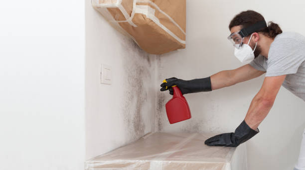 Professional Basement Mold Remediation technician working in Farmington, MI