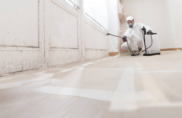 24/7 Emergency Basement Mold Remediation experts in Farmington, MI
