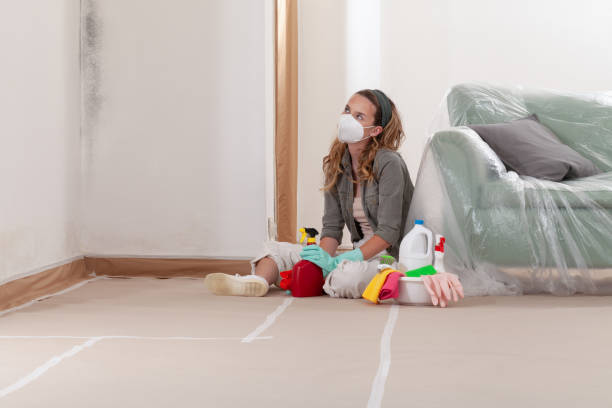 Reliable Basement Mold Remediation contractor in Farmington, MI by WQB Mold Removal
