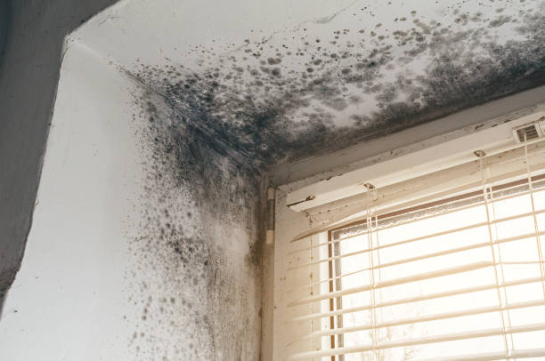 Affordable Basement Mold Remediation solutions in Farmington, MI