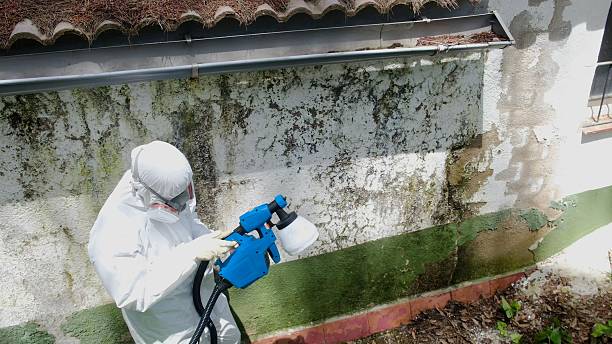 Top rated local Basement Mold Remediation specialists in Farmington, MI